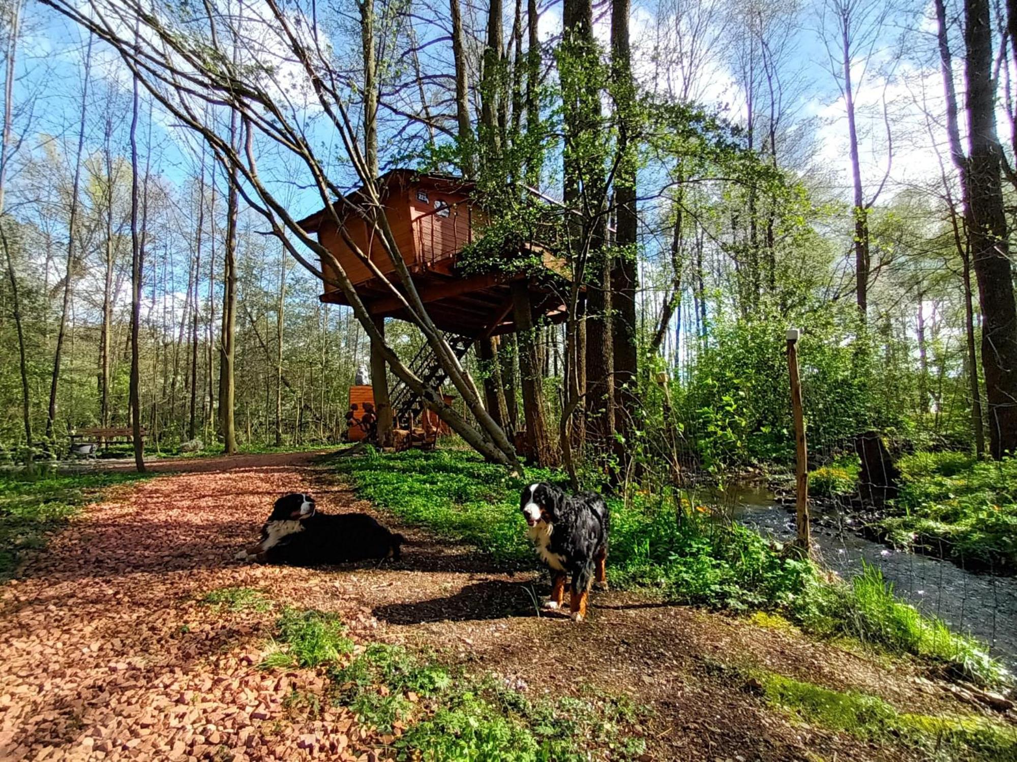 Treehouse V Brdech